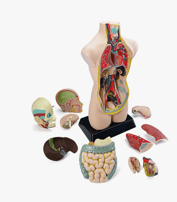 Hovedbilde Miniland Anatomisett 11 Deler, Lær om Menneskekroppen