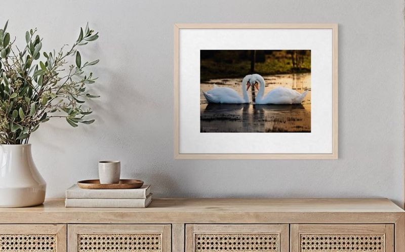 Kunstprint i Fine Art Matt Print - Motiv Svanepar