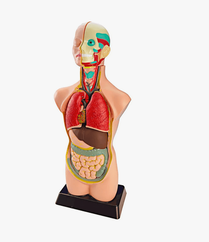 Miniland Anatomisett 11 Deler, Lær om Menneskekroppen